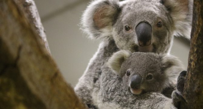 横浜市立金沢動物園のコアラの親子の写真
