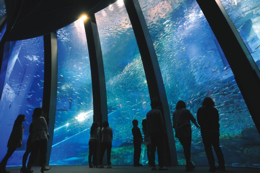 横浜・八景島シーパラダイスの大水槽を眺める人々