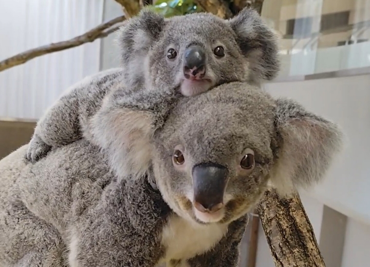 金沢動物園コアラの写真