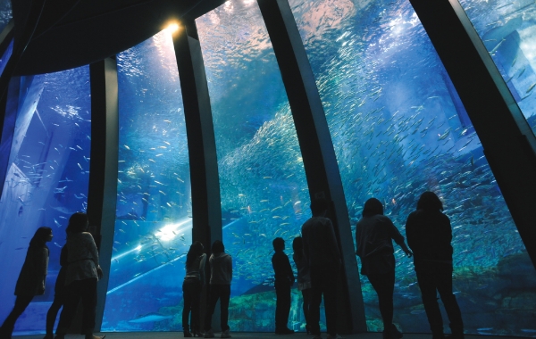 横浜・八景島シーパラダイス　アーチ水槽写真