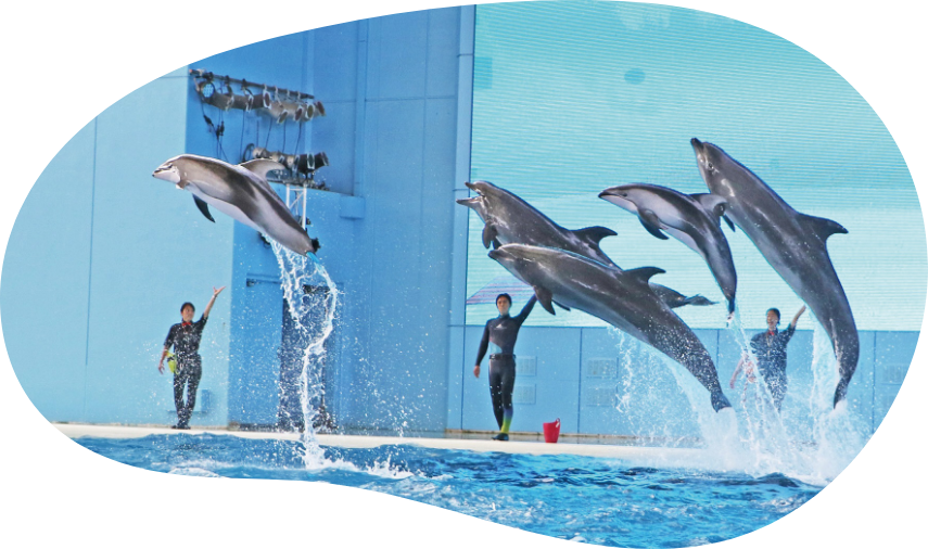 横浜・八景島シーパラダイスのイルカショー